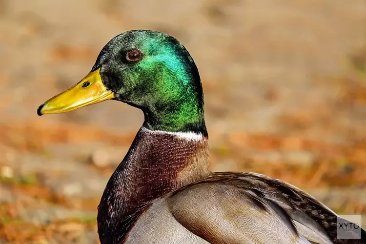 Opnieuw vogelgriep vastgesteld op pluimveebedrijf in Hierden