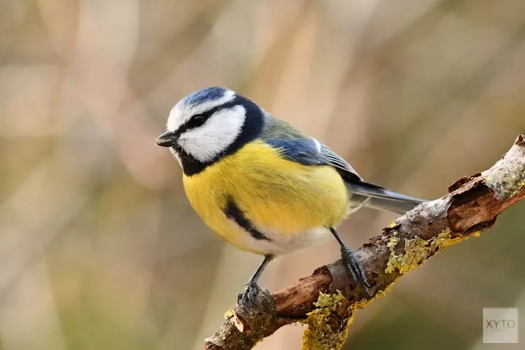 Opnieuw gratis mezenkastjes voor natuurlijke bestrijding eikenprocessierups