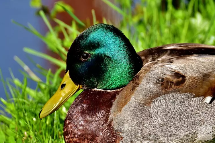 Vogelgriep vastgesteld op pluimveebedrijf in Hierden