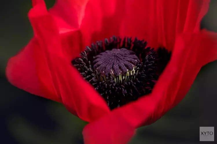 Herdenking Poppyday Nunspeet