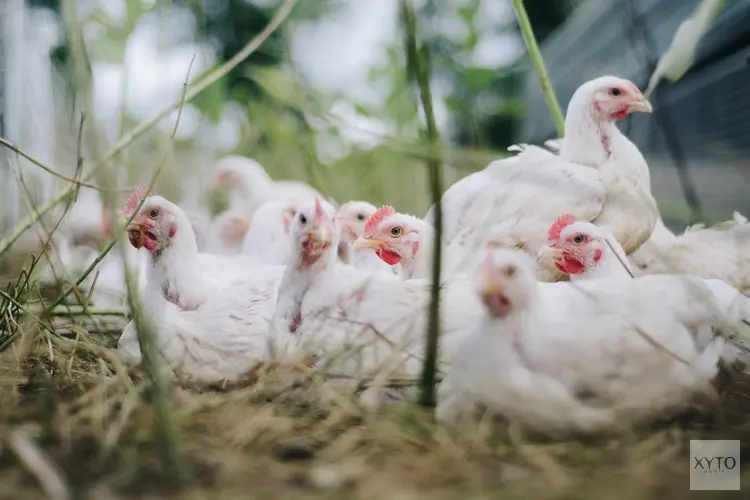 Ophok- en afschermplicht in gemeente Nunspeet na uitbraak vogelgriep in Renswoude