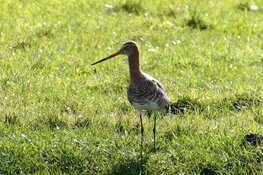 Weidevogelseizoen afgetrapt voor vrijwilligers