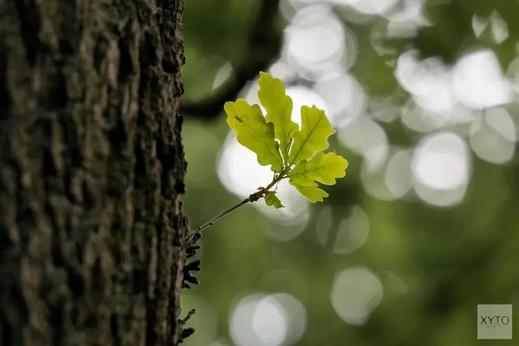 Groeiplaatsverbetering monumentale bomen 2024