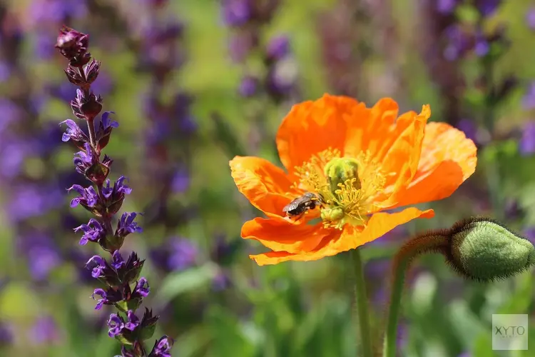 Informatieavond over vergroenen tuin op 19 juni in Veluvine