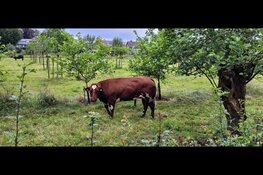 Succesvolle subsidie Agroforestry weer open