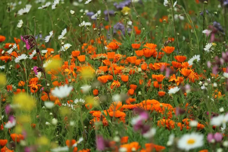 € 2,5 miljoen voor biodiversiteit