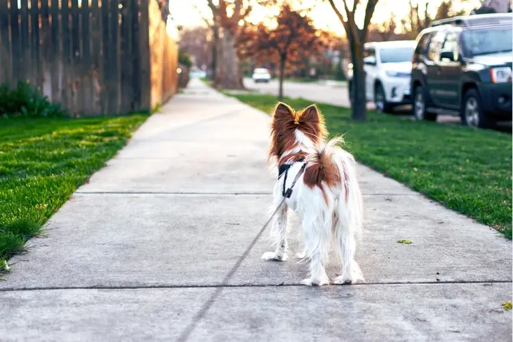 Aanlijnadvies voor honden, ook in losloopgebieden