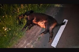 Motorrijder gewond na aanrijding met wild zwijn in Hattemerbroek