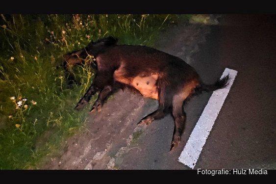 Motorrijder gewond na aanrijding met wild zwijn in Hattemerbroek