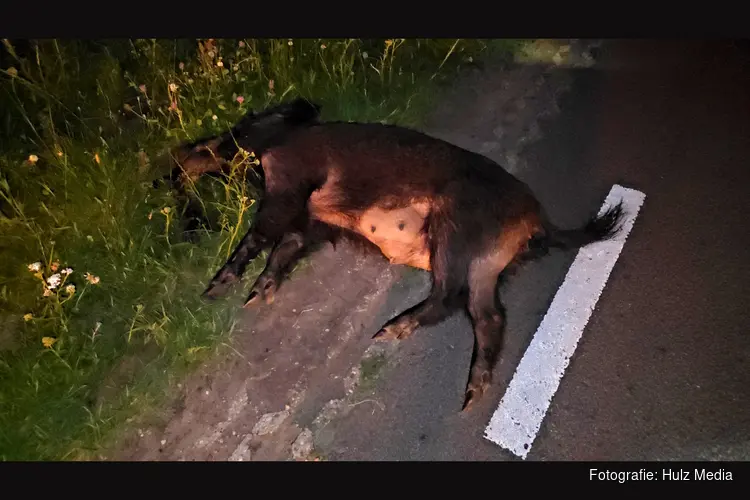 Motorrijder gewond na aanrijding met wild zwijn in Hattemerbroek
