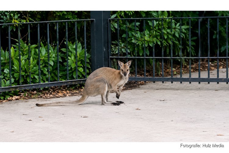 Wallaby huppelt vrolijk rond door Oldebroek