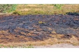 Bosbrand bij Vierhouten snel onder controle, politie onderzoekt mogelijke brandstichting
