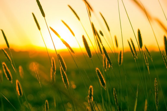 Zomerse warmte en droogte houden voorlopig aan