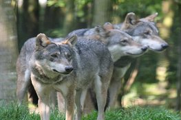 Raad Nunspeet steunt boeren, wacht met wolvenbesluit