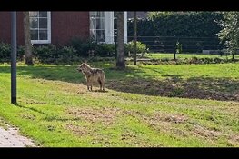 Wolf gesignaleerd in woonwijk Epe