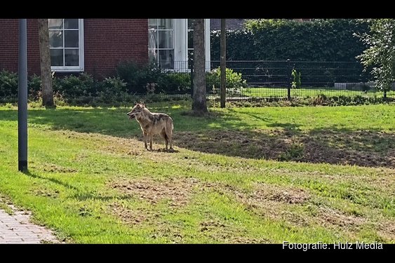 Wolf gesignaleerd in woonwijk Epe