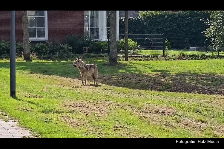 Wolf gesignaleerd in woonwijk Epe