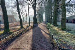 Nunspeet past regels voor monumentale bomen aan