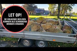 Twintig schapen dood na vermoedelijke wolvenaanval in Doornspijk