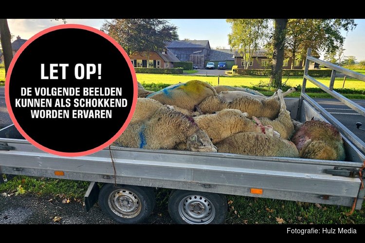 Twintig schapen dood na vermoedelijke wolvenaanval in Doornspijk