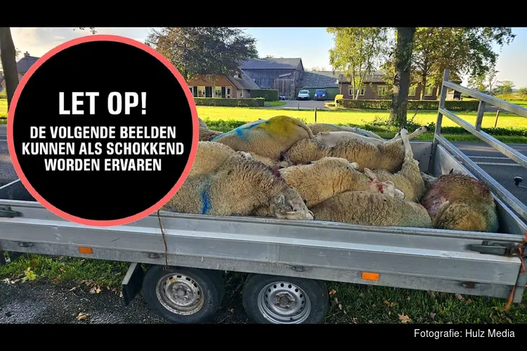 Twintig schapen dood na vermoedelijke wolvenaanval in Doornspijk