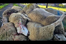 Twintig schapen dood na vermoedelijke wolvenaanval in Doornspijk