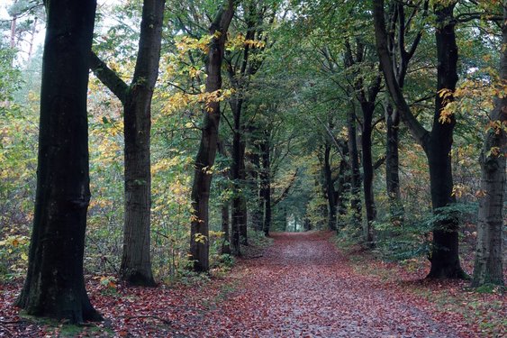 Nunspeet vraagt inwoners mee te denken over bosbeheer