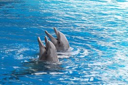 Lasten onder dwangsom voor Dolfinarium deels van tafel