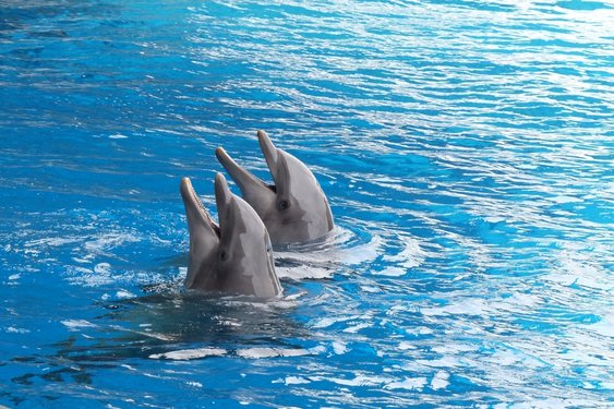 Lasten onder dwangsom voor Dolfinarium deels van tafel