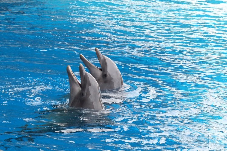 Lasten onder dwangsom voor Dolfinarium deels van tafel