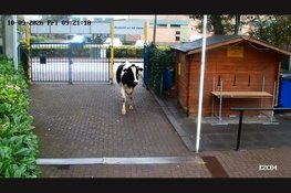 Twee koeien ontsnappen bij slachthuis in Epe en belanden op voetbalvelden EZC ’84