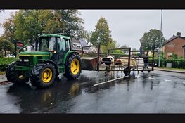 Twee koeien ontsnappen bij slachthuis in Epe en belanden op voetbalvelden EZC ’84