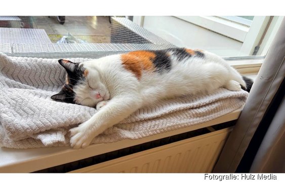Poes Luna overleden nadat ze in Wezep met luchtbuks wordt beschoten