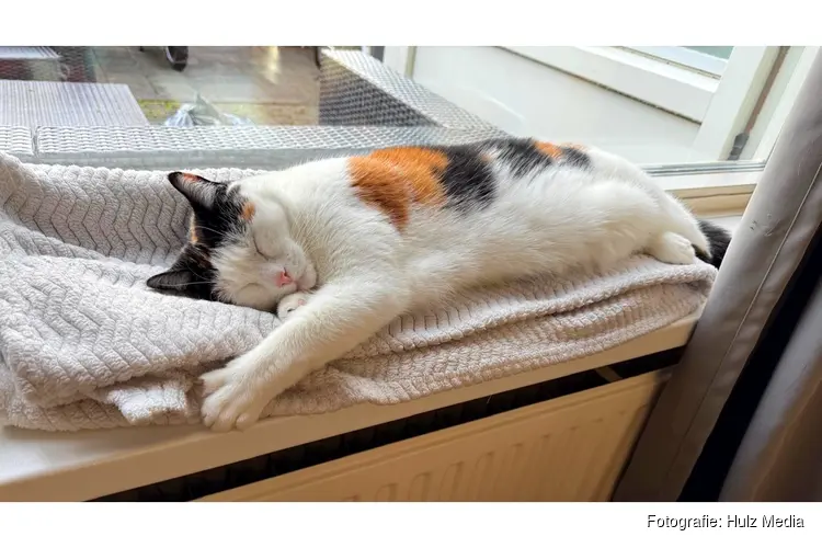 Poes Luna overleden nadat ze in Wezep met luchtbuks wordt beschoten