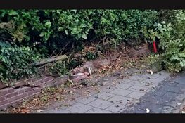 Vrachtwagen ramt boom en hekwerk bij school in Elburg, kinderen komen met schrik vrij